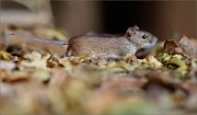 07_DSC1660_Striped_Field_Mouse_little_hound_114pc