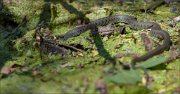 06_DSC6057_Water_Snake_in_duckweed_90pc