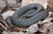 15_DSC3924_Grass_Snake_lingual_79pc