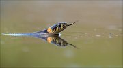 15_DSC4055_Grass_Snake_prowler_35pc