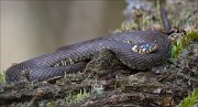 15_DSC5897_Grass_Snake_suspense_80pc