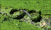 P1360587_Water_Snake_infinity_35pc