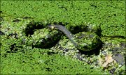 P1360587_Water_Snake_infinity_35pc