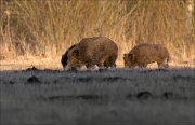 15_DSC0193_Wild_Boar_sodality_28pc