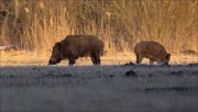 15_DSC0197_Wild_Boar_row_33pc