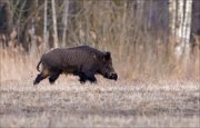 15_DSC0231_Wild_Boar_coarse_28pc