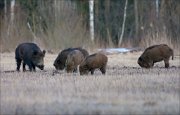 15_DSC0276_Wild_Boar_pack_86pc