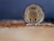 03_DSC2713_Wood_Mouse_profile_found_69pc