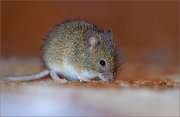 03_DSC2715_Wood_Mouse_raider_84pc