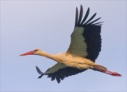 24_DSC8748_White_Stork_retreat_76pc