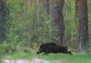 24_DSC8826_Wild_Boar_fuse_82pc