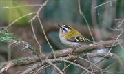 24_DSC8881_Firecrest_boost_33pc