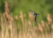 24_DSC8960_Little_Ringed_Plover_crankle_18pc