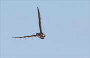 24_DSC8974_Little_Ringed_Plover_ram_8pc