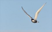 24_DSC9054_Whiskered_Tern_intrant_37pc