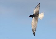 24_DSC9064_White-winged_Tern_backward_31pc