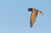 24_DSC9264_Black_Tern_flutter_26pc
