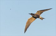 24_DSC9269_Black_Tern_snap_30pc