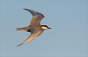 24_DSC9308_Whiskered_Tern_brisk_37pc