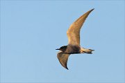 24_DSC9321_Black_Tern_break_31pc