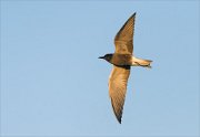 24_DSC9322_Black_Tern_split_43pc