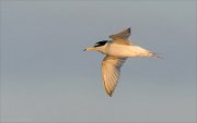 24_DSC9350_Little_Tern_setting_19pc