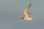 24_DSC9351_Little_Tern_tardy_24pc