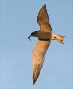 24_DSC9394_Black_Tern_chip_83pc