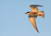 24_DSC9403_Whiskered_Tern_tempo_52pc