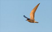 24_DSC9411_Black_Tern_moan_28pc