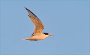 24_DSC9428_Little_Tern_loose_31pc