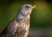 24_DSC9476_Fieldfare_haze_93pc