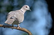 24_DSC9479_Eurasian_Collared_Dove_swing_69pc