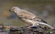24_DSC9494_Common_Linnet_incline_91pc