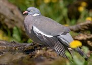 24_DSC9502_Common_Wood_Pigeon_peace_92pc