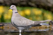24_DSC9512_Eurasian_Collared_Dove_cast_100pc