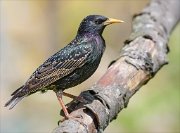 24_DSC9527_Common_Starling_slight_109pc
