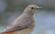 24_DSC9548_Common_Redstart_grim_71pc