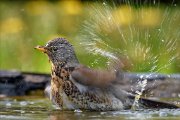 24_DSC9600_Fieldfare_swash_100pc