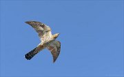 24_DSC9737_Common_Cuckoo_trajectile_24pc