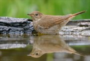 24_DSC9923_Thrush_Nightingale_float_61pc
