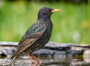 24_DSC9949_Common_Starling_exigent_91pc