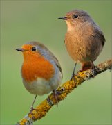 02_DSC9483_Robin_ft_Black_Redstart_comparision_72pc