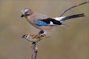 07_DSC0725_Jay_ft_Tree_Sparrow_91pc