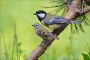 11_DSC0704_Goldcrest_ft_Great_Tit_65pc