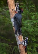 11_DSC7665_Black_Woodpecker_ft_Great_Spotted_Woodpecker