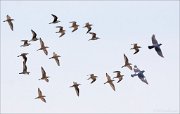 17_DSC3590_Ruff_ft_Rock_Dove_23pc