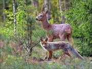 17_DSC4894_Roe_Deer_ft_Red_Fox_66pc