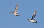 19_DSC6677_Teal_ft_Garganey_comparison_16pc