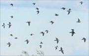 20_DSC0767_Ruff_Red-necked_Phalarope_Dunlin_35pc